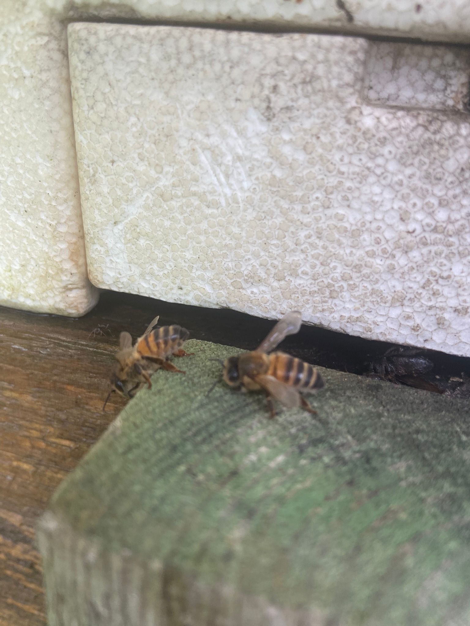 Bee Resurrection